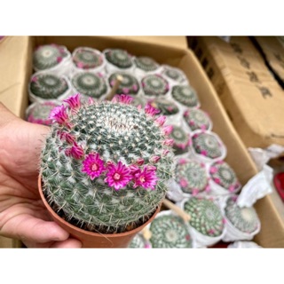 Xương rồng bánh sinh nhật 10cm