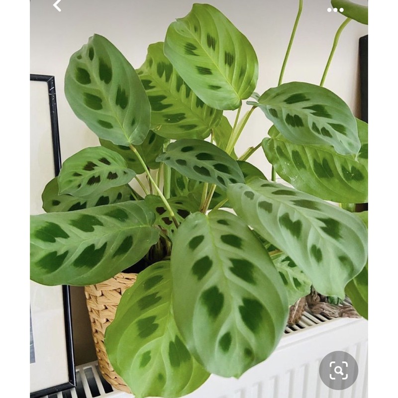 Green Maranta