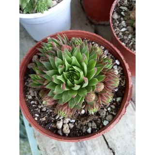 🌷Sen đá các loại🌷