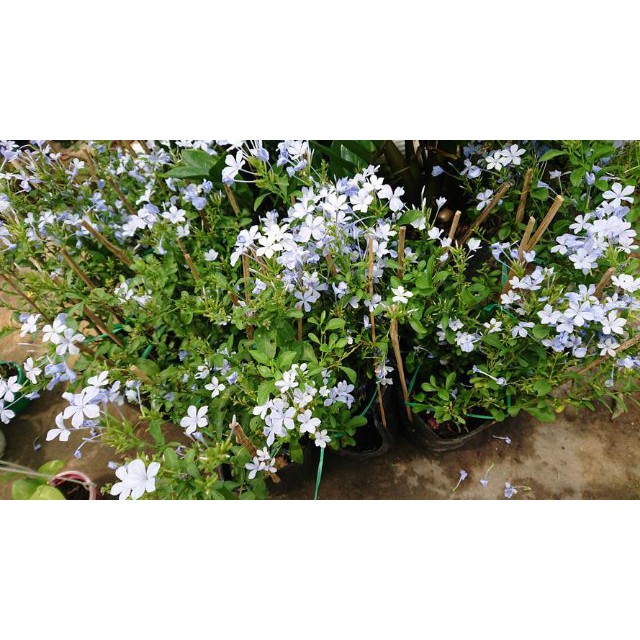 Gói 30 Hạt Giống Hoa Thanh Xà Bạch Xà Mix