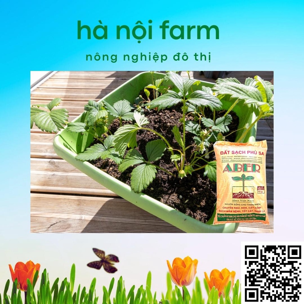 Đất aber. đất sạch trồng cây giàu dinh dưỡng sạch mầm bệnh -