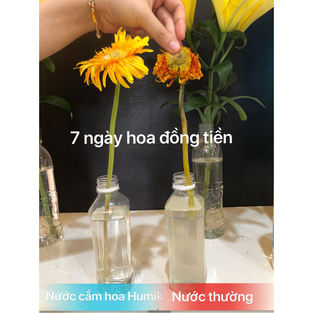 Combo 02 chai nước cắm hoa Humik công nghệ ion đồng 250ml