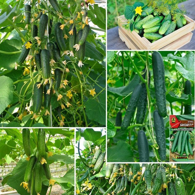 Hạt giống dưa chuột chùm siêu trái gói 60 hạt