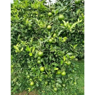 cây chanh tứ quí 1 cây ( đang trái)
