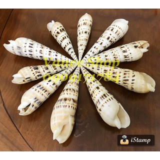 Vỏ ốc măng đen