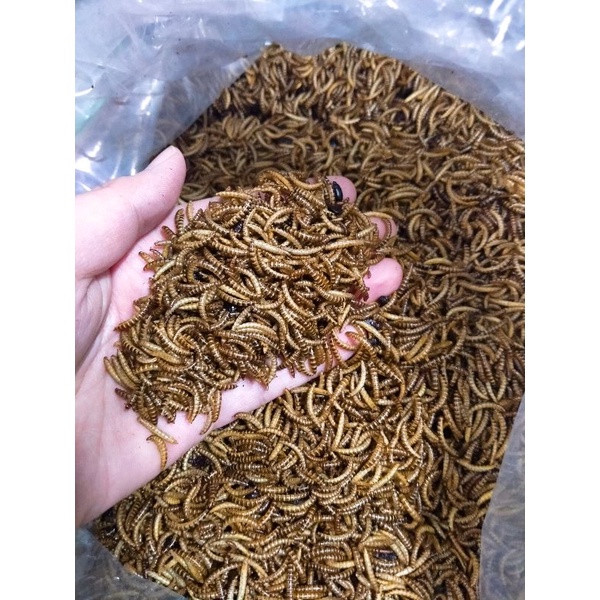 [Mã PET50K giảm Giảm 10% - Tối đa 50K đơn từ 250K] 1kg sâu gạo rang khô cho hamster, nhím, chim cảnh