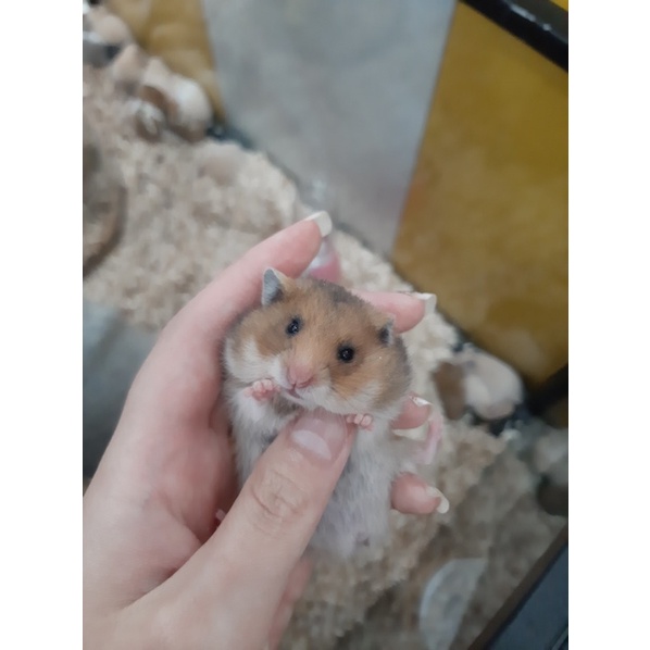 Chuột Hamster BEAR đủ màu