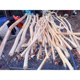 Combo 30 cành cây gỗ tràm 100 cm
