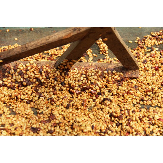 [SIÊU SẠCH] 5Kg Cà Phê Robusta 2019 Nhân Sống Chưa Rang