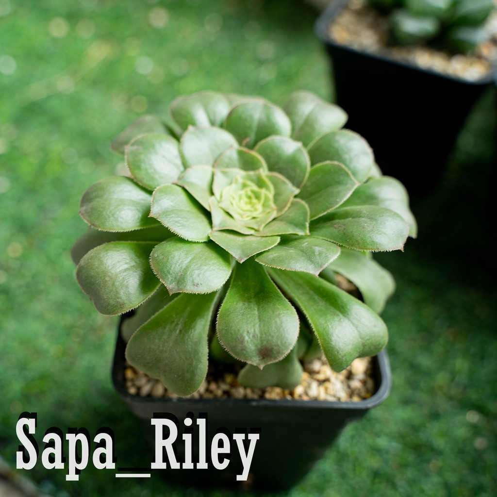 Sen đá Aeonium xanh