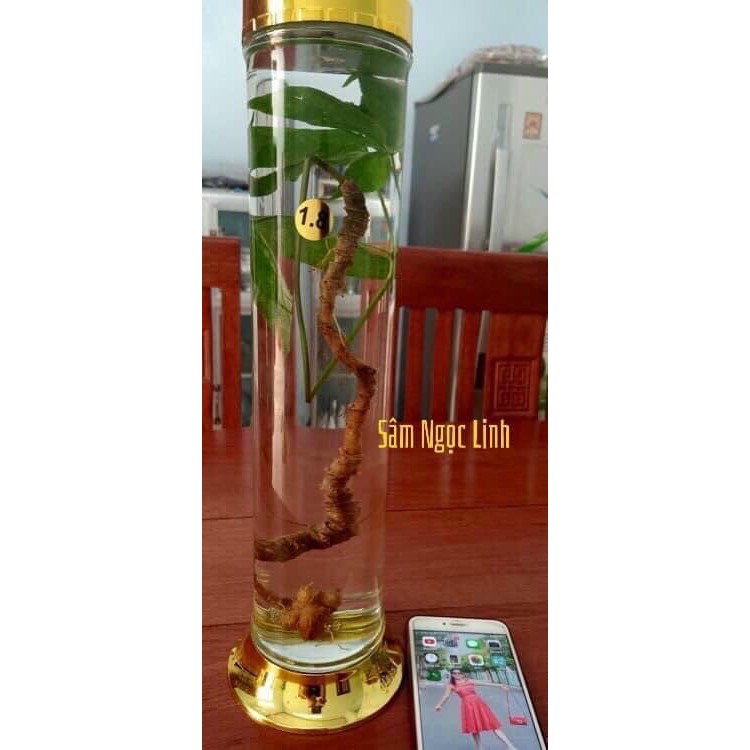 🍀SÂM NGỌC LINH CHUẨN RỪNG bao test🍀