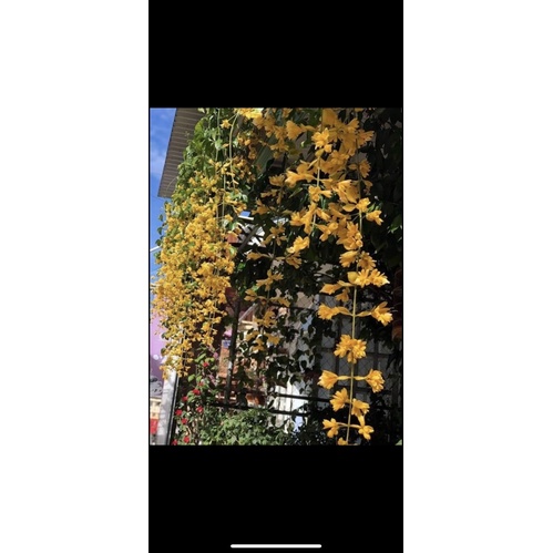 CÂY LAN HOÀNG DƯƠNG LEO GIÀN