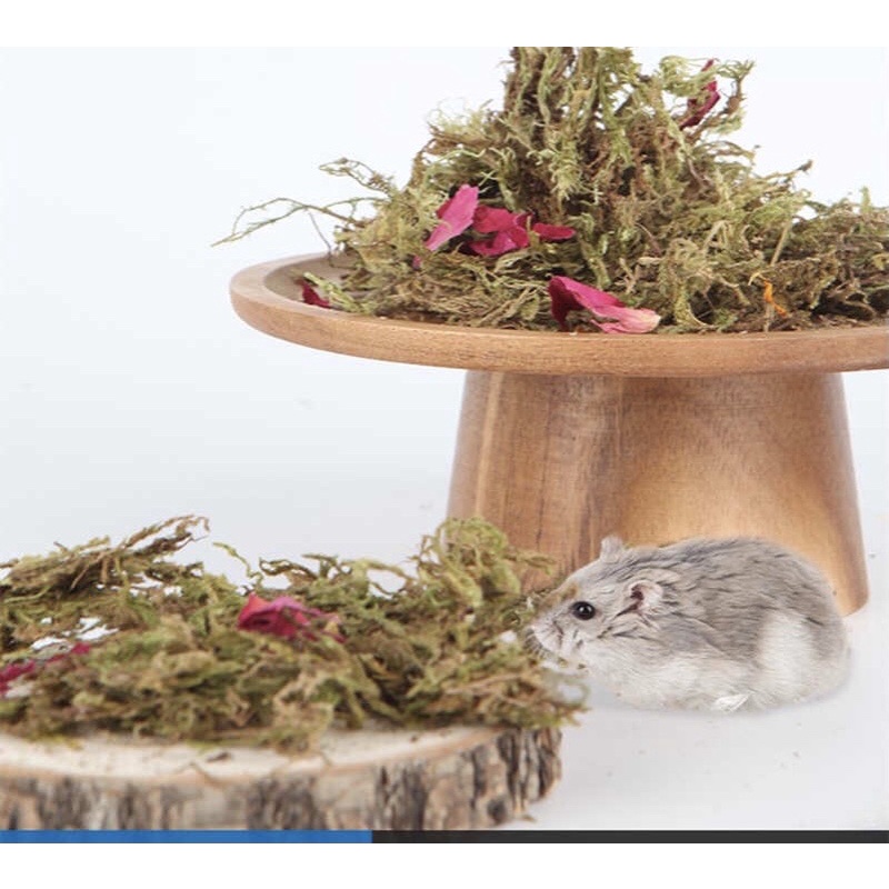 Rêu khô trang trí chuồng hamster