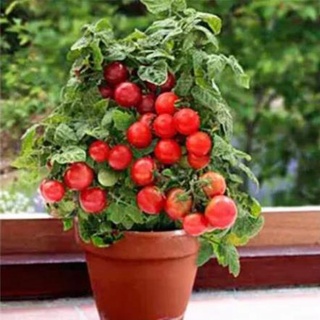 30 hạt giống cà chua bonsai đài loan