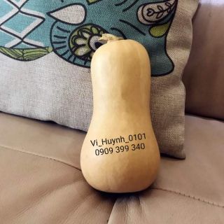 Bộ gói hạt giống Bí ăn ngọn