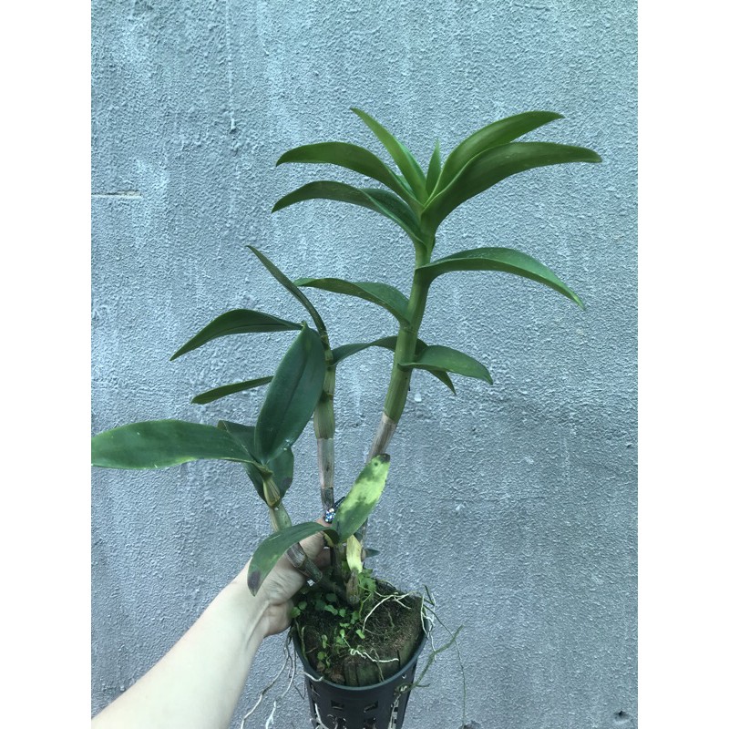 Thanh lý hoa Lan Denro cây khủng siêu to