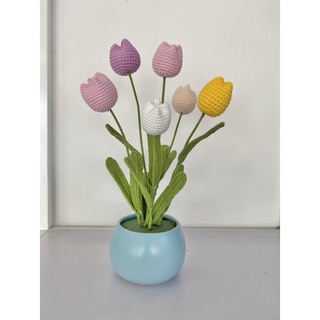 CHẬU HOA TULIP