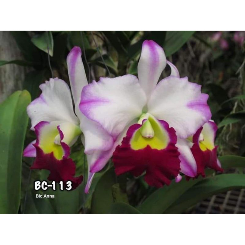 Hoa lan cát 4 màu mới ( cây giống )