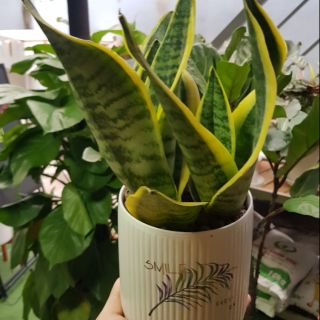 Lưỡi Hổ Cọp Chậu Gốm