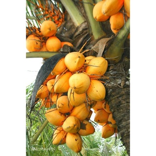 Cây Dừa Lửa Giống Trái Vàng