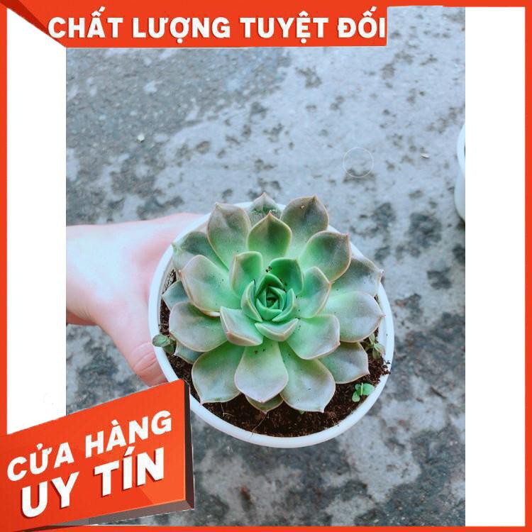 Chậu Sen Đá Hoa Hồng Đen Nhiều Người Mua