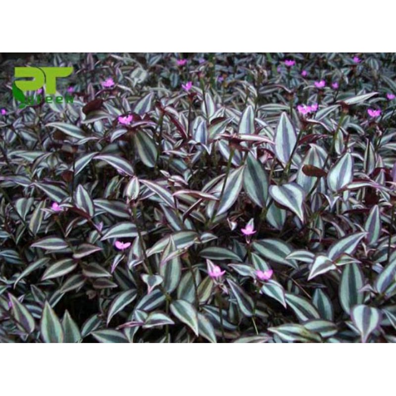 CÂY THÀI LÀI TÍA (CÓ BẦU ĐẤT )