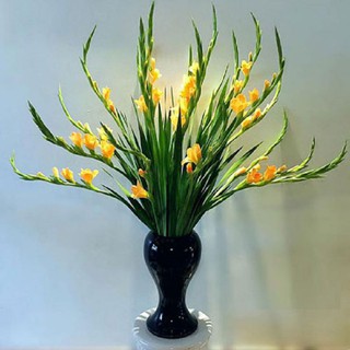 Củ hoa lay ơn đủ màu 1 củ