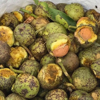 Óc chó tươi 1kg