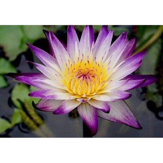 cây giống súng  thái cánh đơn màu trắng viền tím