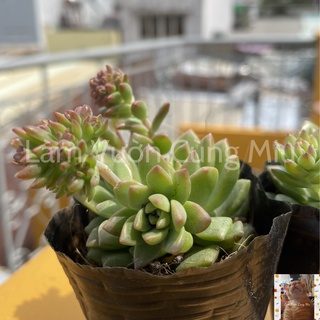 Sen Đá Mặt Trời 🌞🌞🌞 - Size Bầu