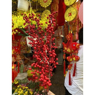 đào đông trái xoắn