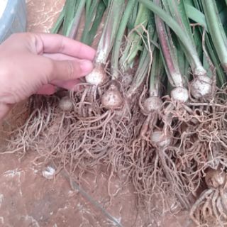 củ lan huệ đỏ kép siêu khỏe đẻ nhiều