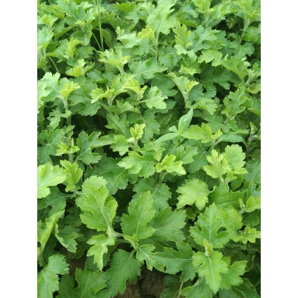 Cây giống hoa cúc rủ làm trà