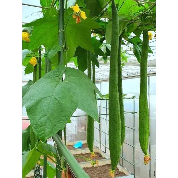 1Gr Hạt Giống Mướp Hương Siêu Dài 1.2m - TaNe Garden