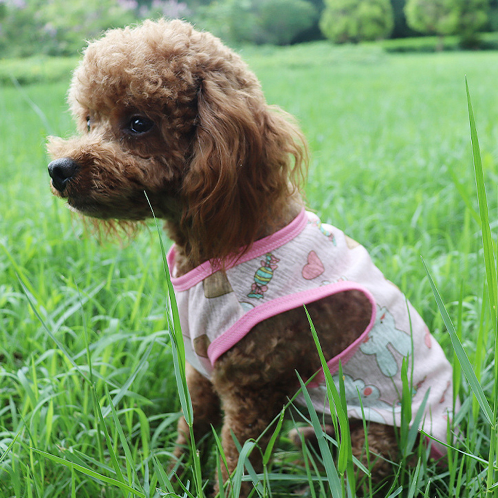 Áo Thun In Hình Cho Thú Cưng