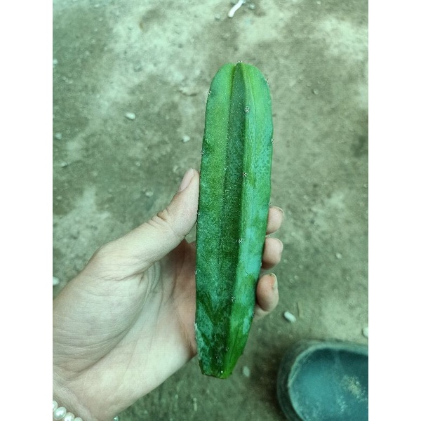 Cây xương rồng trụ Mytilo NoBrand