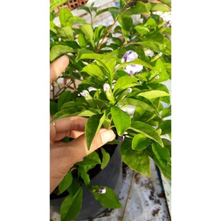 Cây Lài Nhật ( Nhài Nhật)