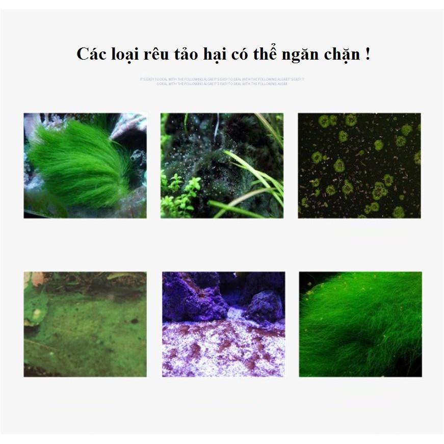 Dung dịch diệt rêu tảo hại cho bể cá (tặng bông lọc)