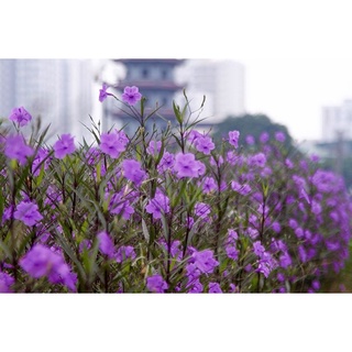 combo 100 cây giống hoa chiều tím, chiều hồng