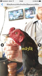 Thuốc trị mốc lác cho gà đá