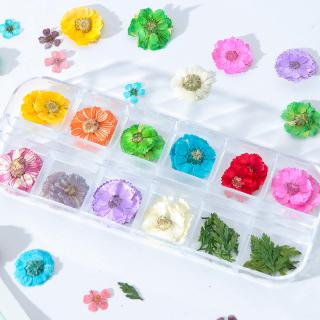 Miếng Dán Hoa Khô 3d Trang Trí Móng Tay