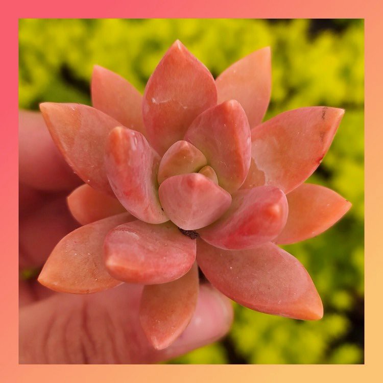  SEN ĐÁ ĐÁ ĐỎ SIZE MINI 🍏 HÀNG ĐÀ LẠT, SIÊU XINH SIÊU KHỎE 🍎 LỖI 1 ĐỔI 1