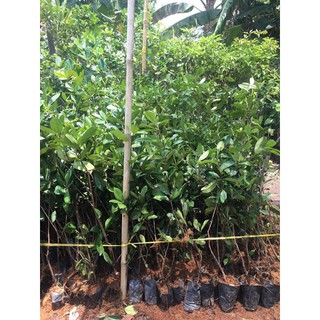 Cây Cherry braxin hàng choai