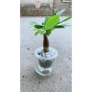 Chậu Kim Ngân Trồng Thuỷ Sinh