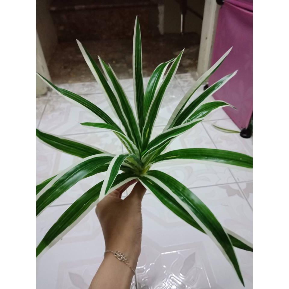 cụm tóc tiên trang trí