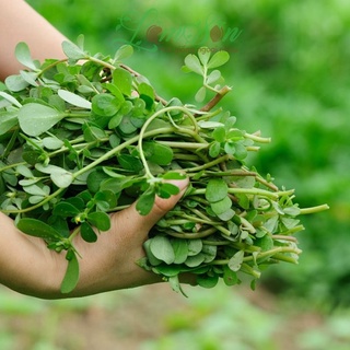 Hạt Giống Rau Sam ( Portulaca oleracea ) KNS1287 - Gói 2gram