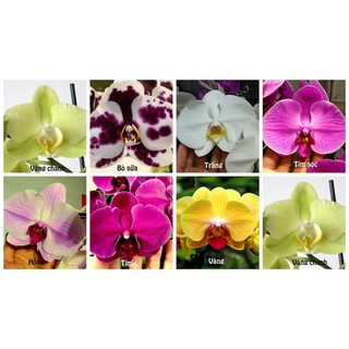3 cây đang ngồng hoa