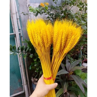 ⚡️Bó hoa lúa mạch khô 100 bông màu vàng