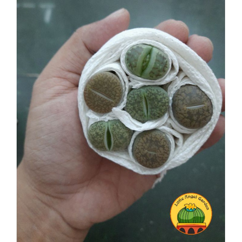 1 sen mông | thạch lan | lithops size 1.8 - 2.2cm giao ngẫu nhiên