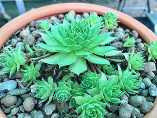 Sen đá Phật bà size 3cm